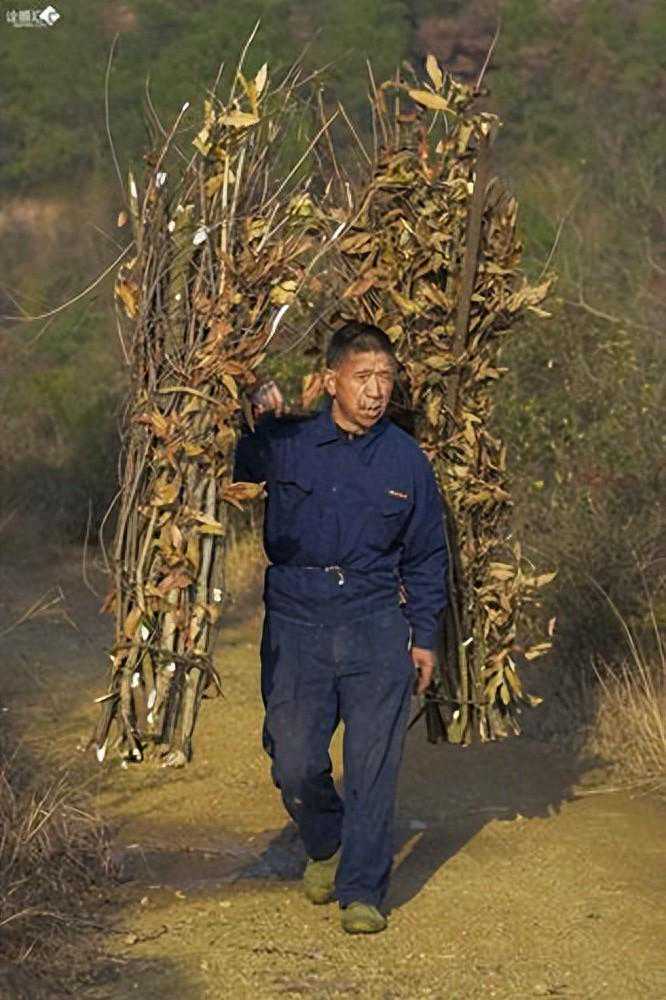 在农村当做柴火烧的废木材，为何有人高价收购？这其中有什么门道