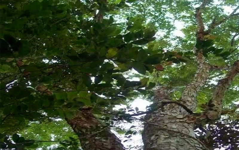 「木·知识」黄花梨的最佳“分身”——伯利兹黄檀