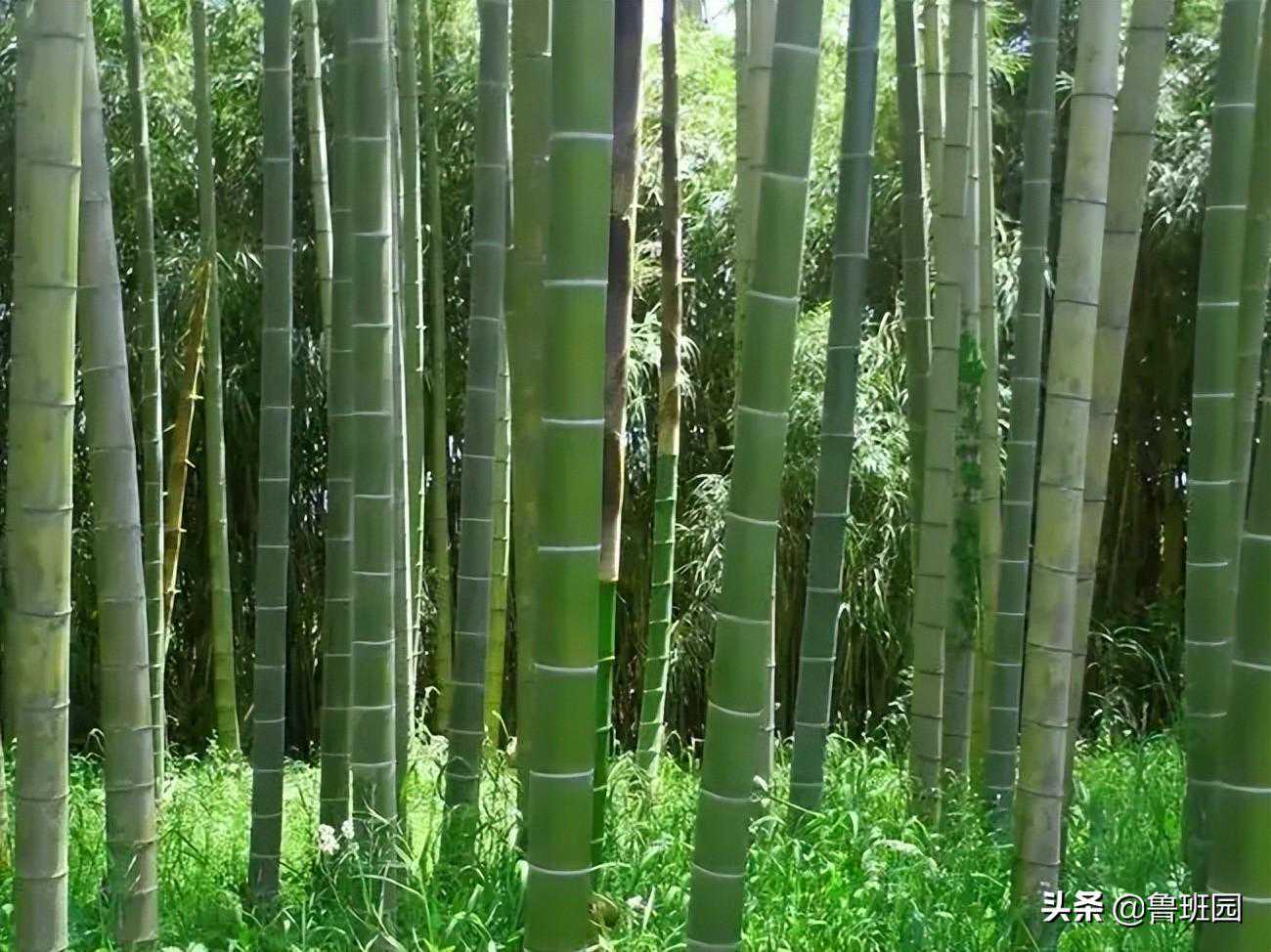 看不懂竹材的性能参数，它的特点总该要了解一些吧