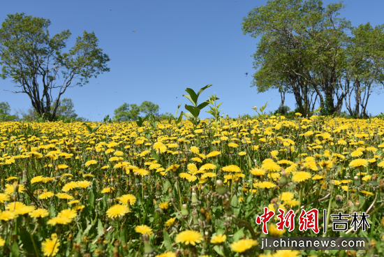 踏春景 | 老白山原始生态风景区
