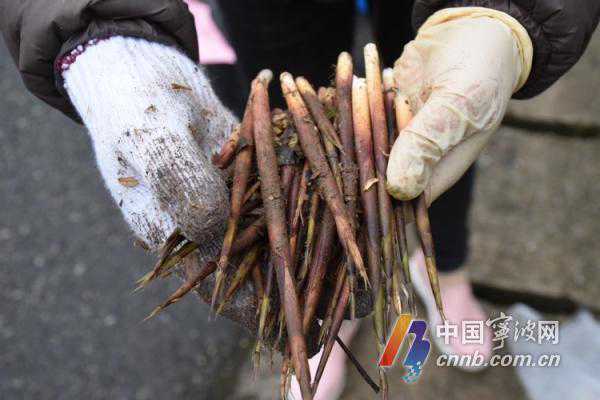 箭竹笋你吃过吗？最高剥壳可卖300元一斤 每天还供不应求