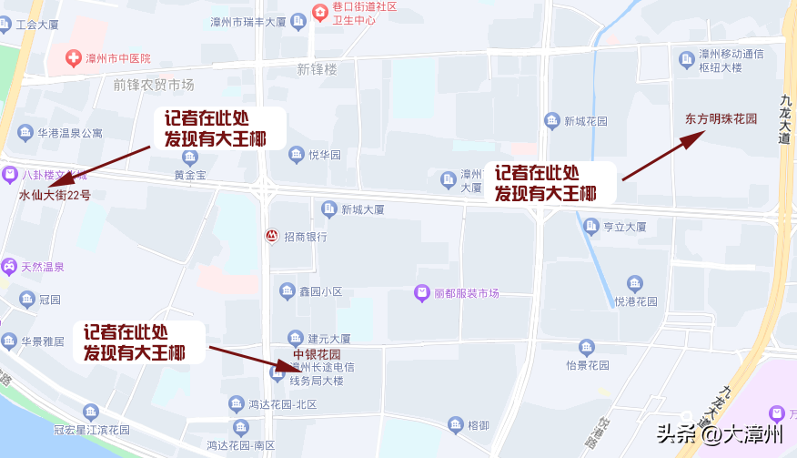 曾经流行的大王椰，如今备受吐槽！咋整？