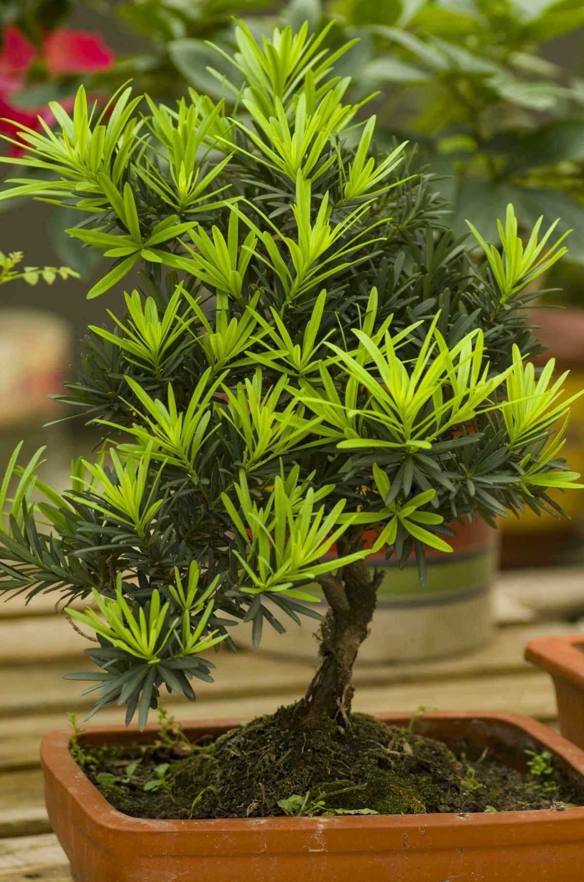 想打柜子板材怎么选？别以为都是木头，里头行道多，科普板材知识