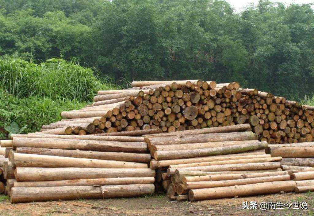 除了俄罗斯、美国、新西兰，中国还从哪些国家大量进口木材呢？