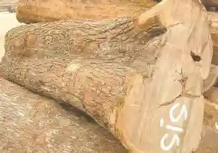 木头虫网百科之风车木