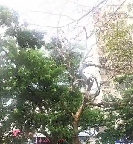 上海现天价黄金木，一根木头两亿元