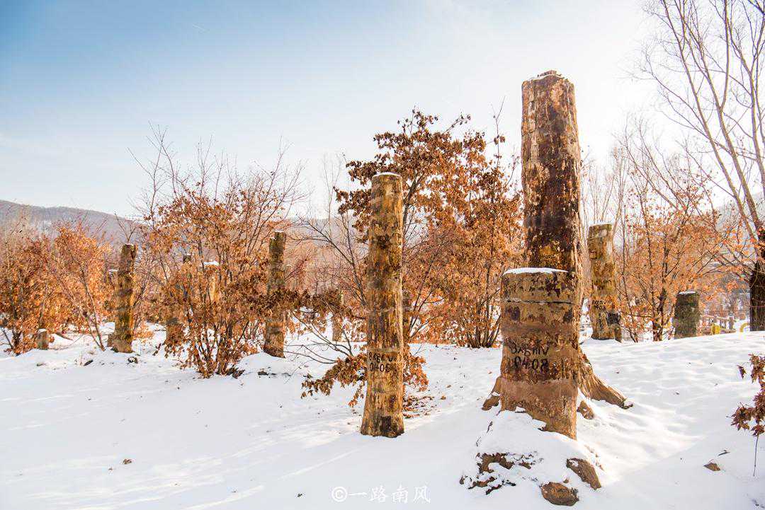 辽宁旅行发现“奇异王国”，看似很普通的“木头”，却是无价之宝