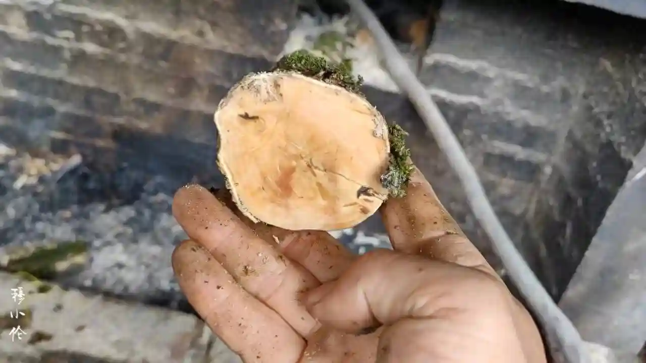 中国本土什么木头最硬？青冈木在贵州硬木界能不能排上号？