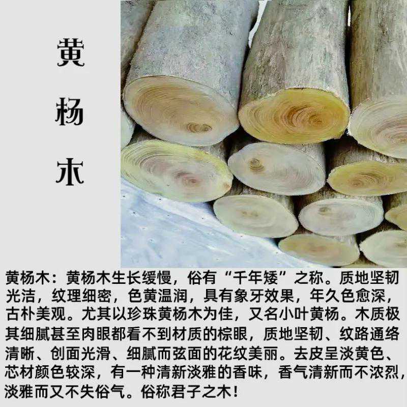 一种被低估了的木材：黄杨木