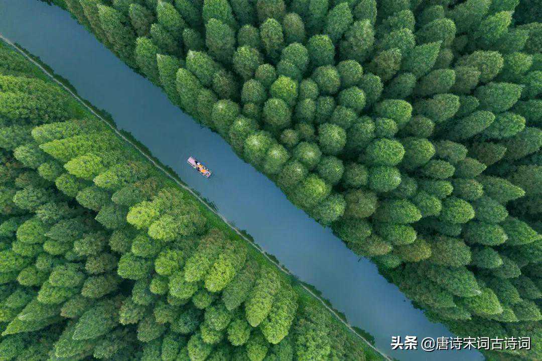 向树木学习