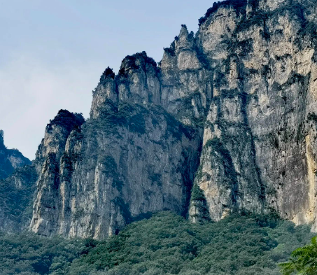 识木｜柞榛木——详述一直被遗忘的红木珍宝！